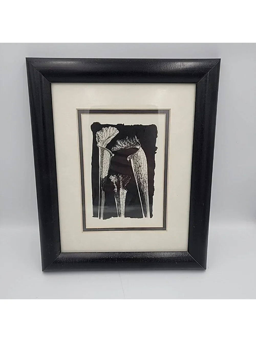 Framed Art Tom Ferguson Photographs Cobra Lilies 1994 12x10